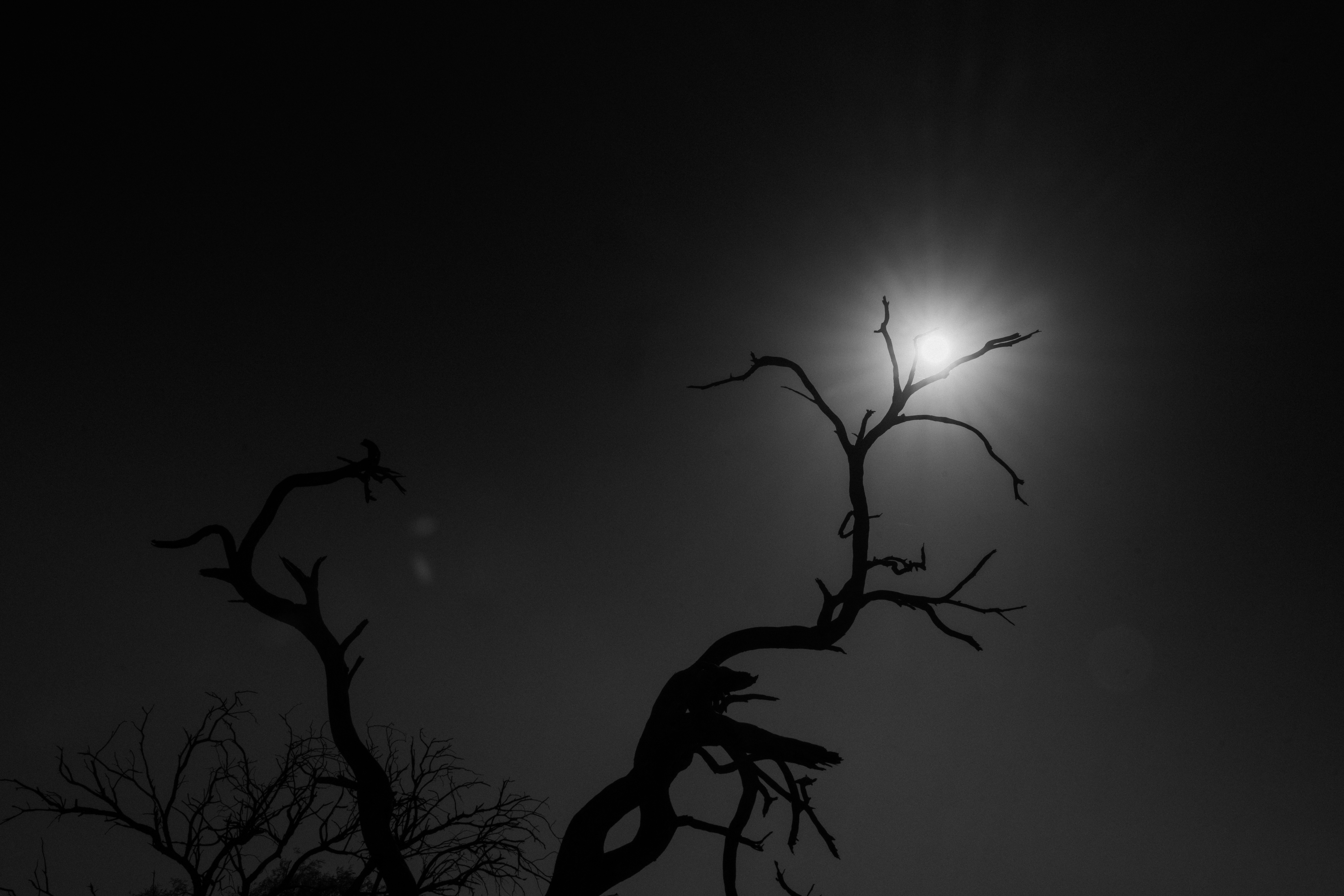 Siluetas de árboles secos bajo la luz intensa del cielo chaqueño