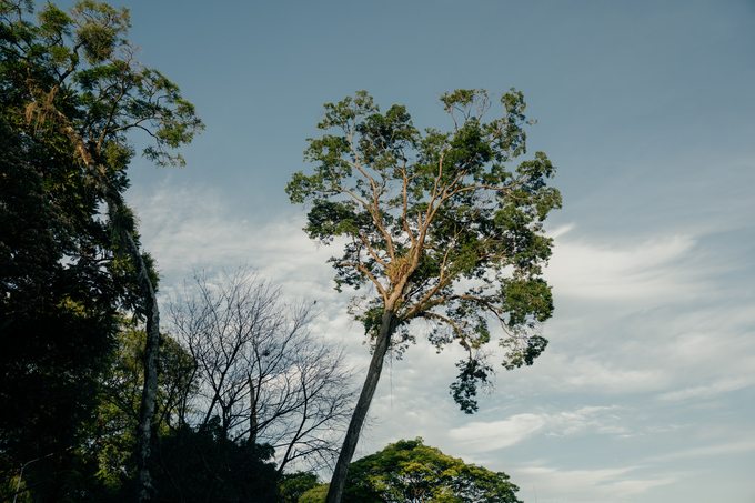 Árbol sobresaliente del paisaje